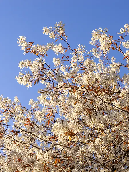 424138 - Snowy mespilus (Amelanchier x grandiflora)