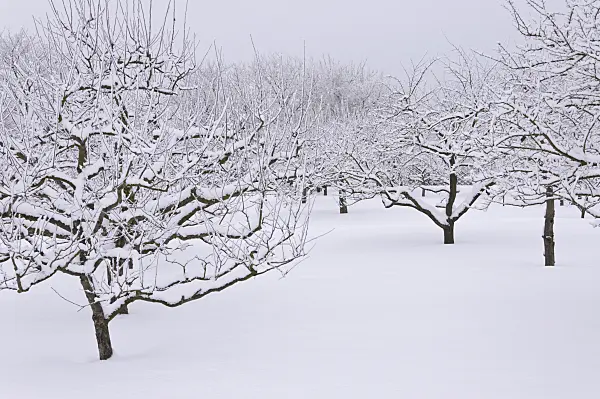 491065 - Snowy orchard