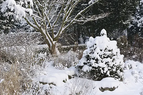 491048 - Snowy perennial garden
