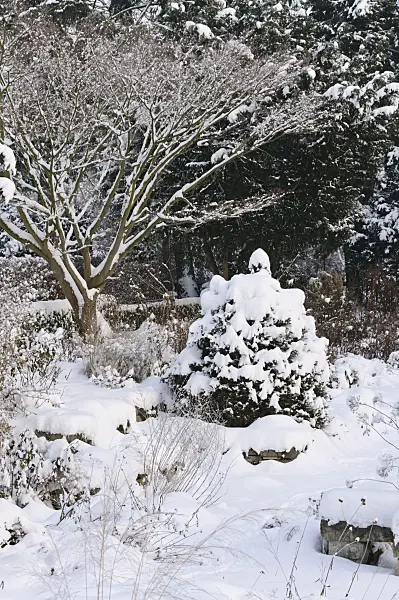 491049 - Snowy perennial garden