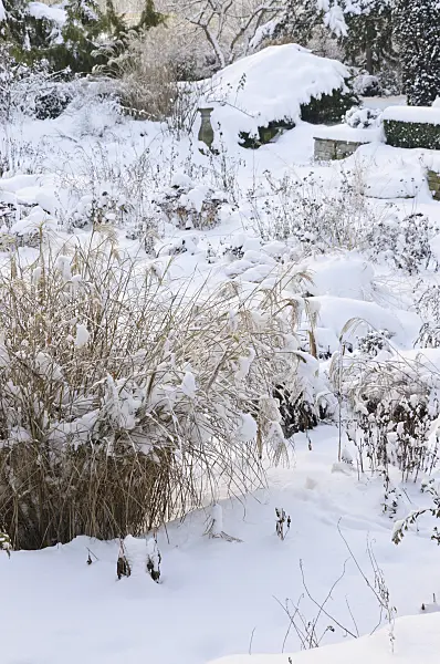 491050 - Snowy perennial garden