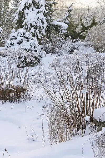 491051 - Snowy perennial garden