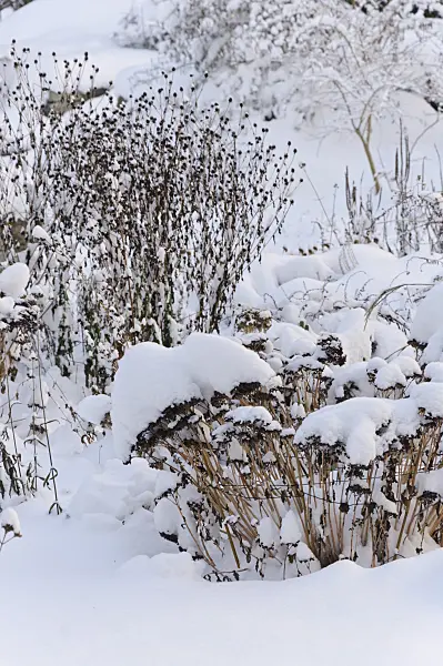 491054 - Snowy perennial garden
