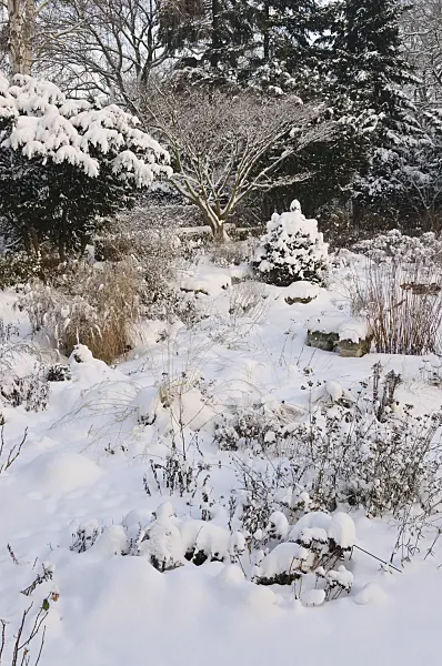 491055 - Snowy perennial garden