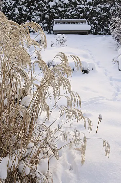 491057 - Snowy perennial garden