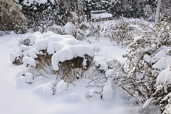 491059 - Snowy perennial garden