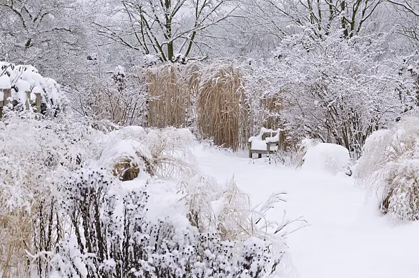 491068 - Snowy perennial garden