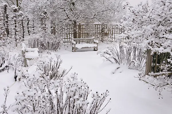 491071 - Snowy perennial garden