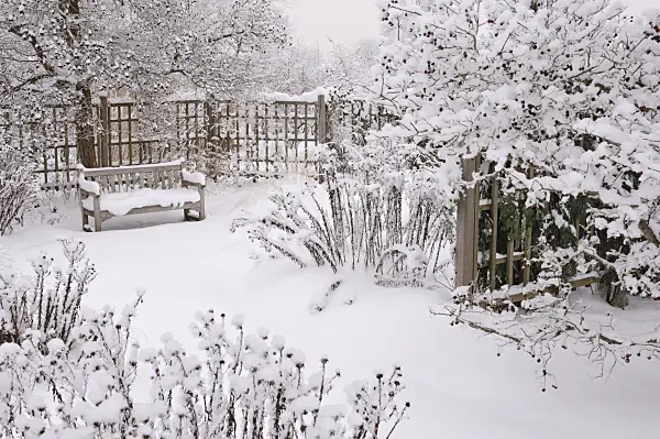 491072 - Snowy perennial garden