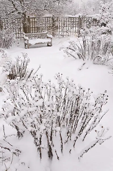 491073 - Snowy perennial garden