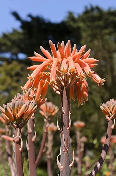 508410 - Soap aloe (Aloe saponaria)