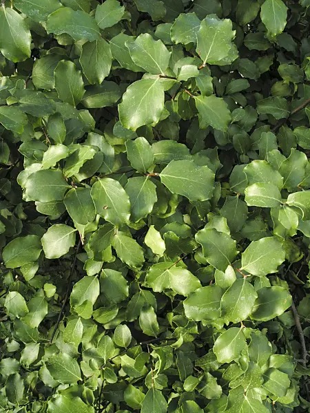 421006 - Soap bark tree (Quillaja saponaria)