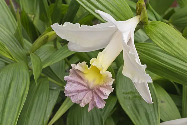 573045 - Sobralia Wiganiae