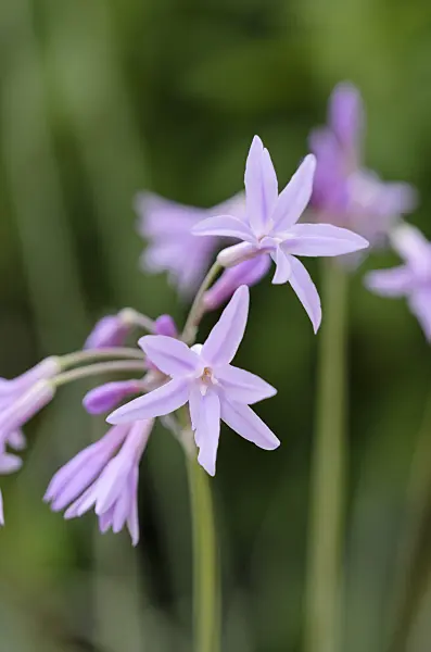 524071 - Society garlic (Tulbaghia violacea)