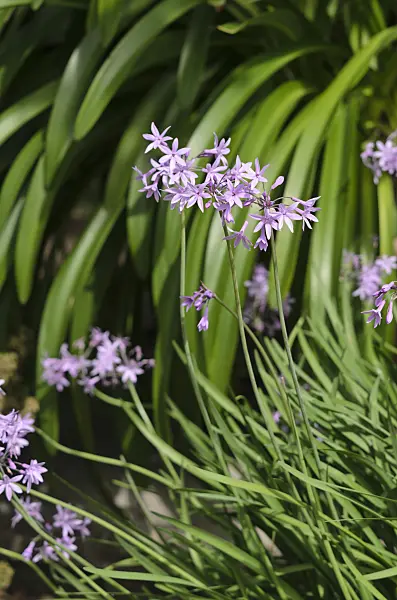 535133 - Society garlic (Tulbaghia violacea)