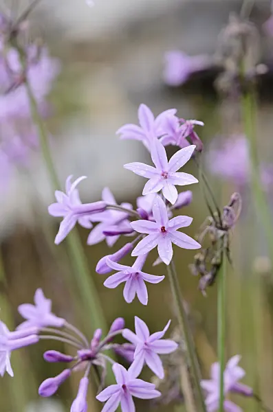 535174 - Society garlic (Tulbaghia violacea)
