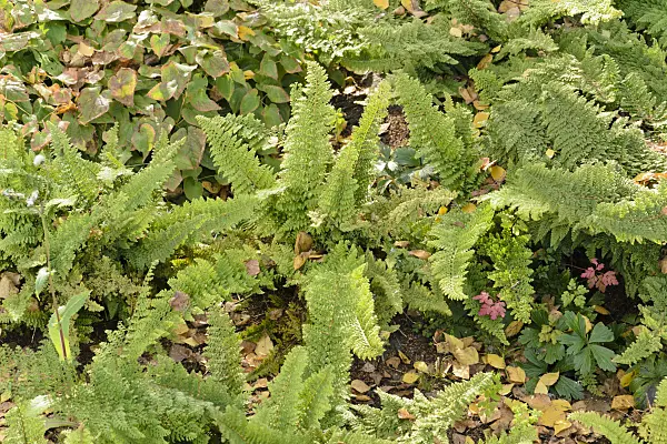 489045 - Soft shield fern (Polystichum setiferum 'Plumosum Densum')