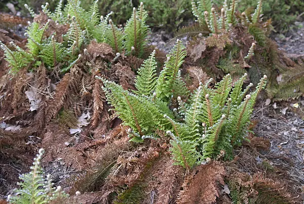 502319 - Soft shield fern (Polystichum setiferum 'Plumosum Densum')