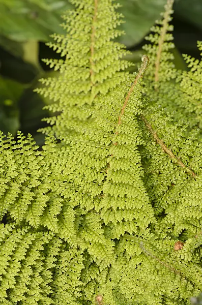 520444 - Soft shield fern (Polystichum setiferum 'Plumosum Densum')