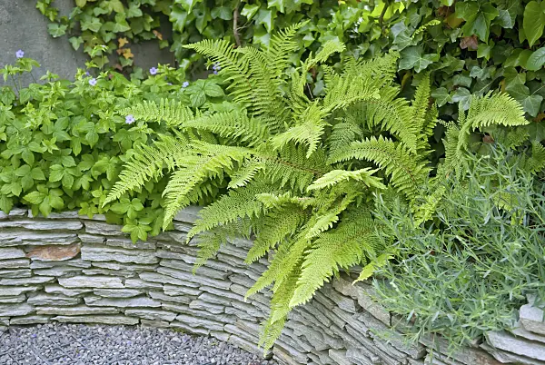502321 - Soft shield fern (Polystichum setiferum 'Proliferum')