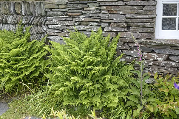 547231 - Soft shield fern (Polystichum setiferum 'Proliferum')