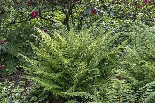 651442 - Soft shield fern (Polystichum setiferum 'Proliferum')