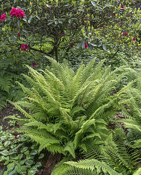 651443 - Soft shield fern (Polystichum setiferum 'Proliferum')