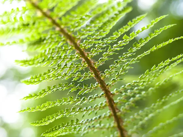 426298 - Soft shield fern (Polystichum setiferum 'Proliferum Wollastonii')
