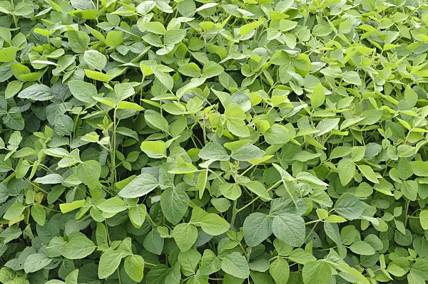 487167 - Soja (Glycine max)
