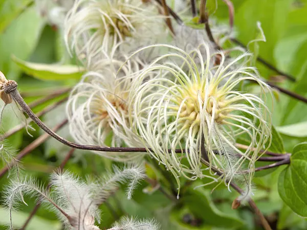 463153 - Solitary clematis (Clematis integrifolia)