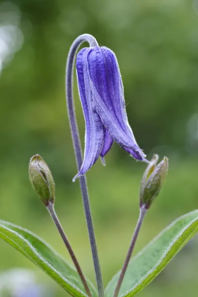 473281 - Solitary clematis (Clematis integrifolia)