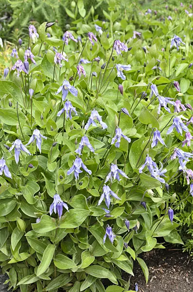 508247 - Solitary clematis (Clematis integrifolia)