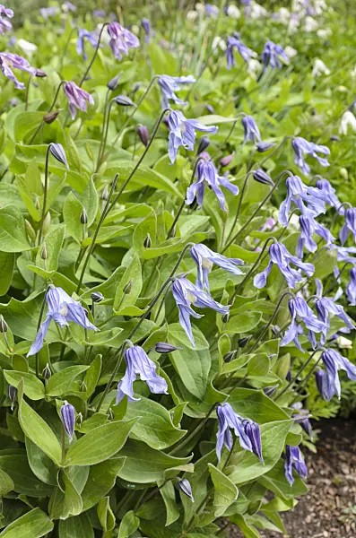 508248 - Solitary clematis (Clematis integrifolia)