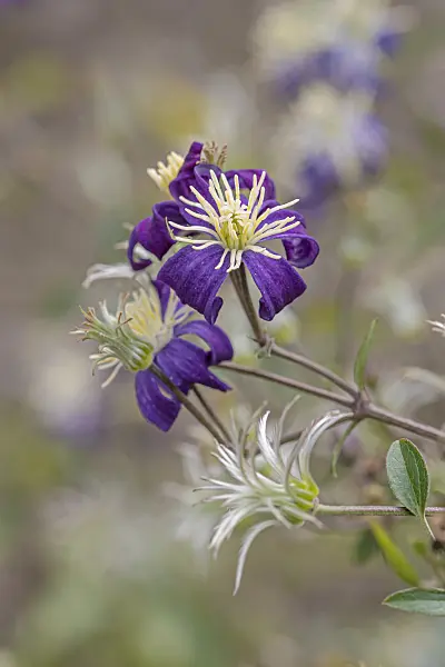 607029 - Solitary clematis (Clematis integrifolia 'Aromatica')