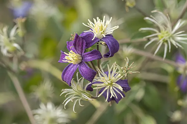 607030 - Solitary clematis (Clematis integrifolia 'Aromatica')