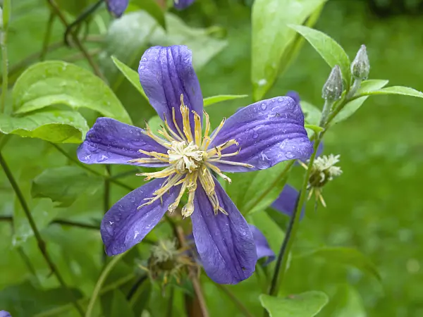 450057 - Solitary clematis (Clematis integrifolia 'Juuli')