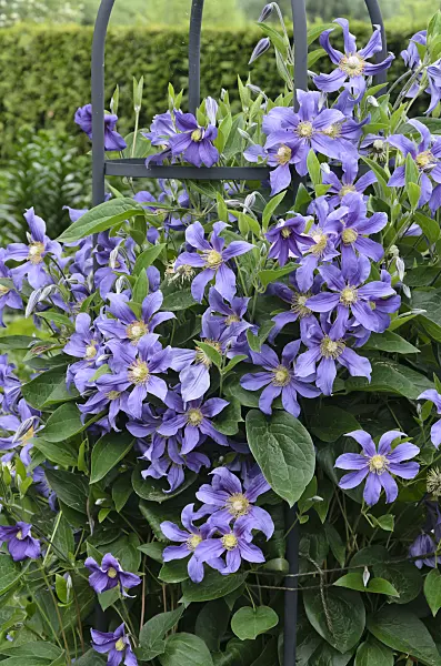 545140 - Solitary clematis (Clematis integrifolia 'Juuli')