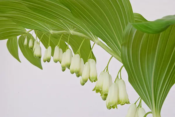 481012 - Solomon's seal (Polygonatum multiflorum)