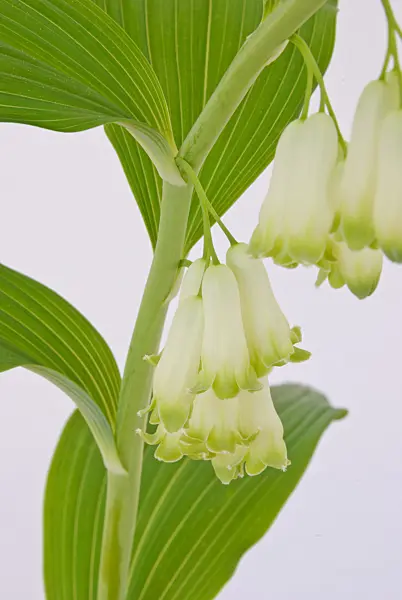 481013 - Solomon's seal (Polygonatum multiflorum)