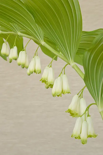 481014 - Solomon's seal (Polygonatum multiflorum)