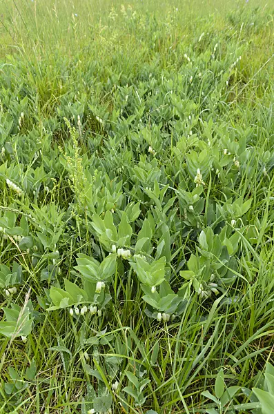 497003 - Solomon's seal (Polygonatum multiflorum)