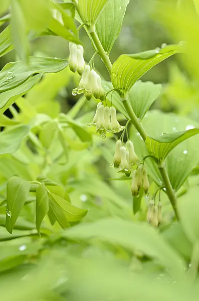 508068 - Solomon's seal (Polygonatum multiflorum)
