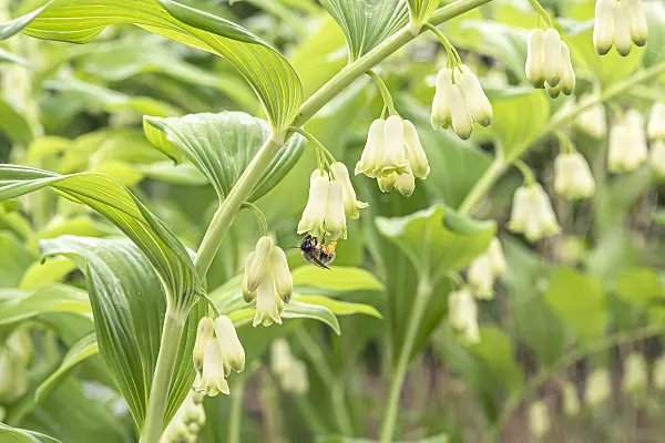 638199 - Solomon's seal (Polygonatum multiflorum)