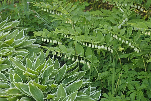 496179 - Solomon's seal (Polygonatum multiflorum) and plantain lilies (Hosta)