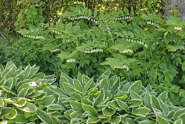496180 - Solomon's seal (Polygonatum multiflorum) and plantain lilies (Hosta)