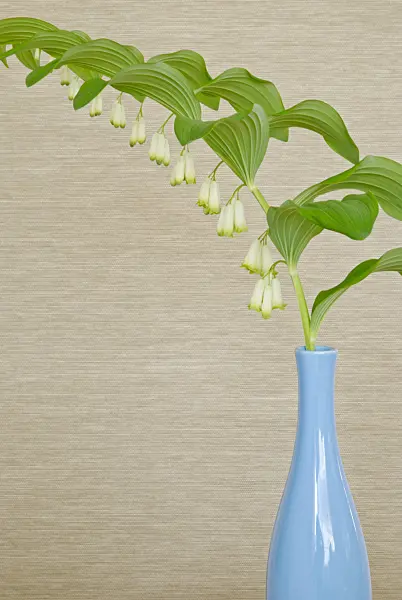 481015 - Solomon's seal (Polygonatum multiflorum) in a blue vase