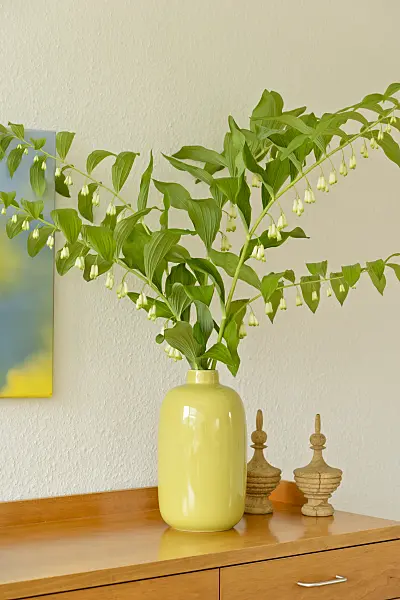 558257 - Solomon's seal (Polygonatum multiflorum) in a vase