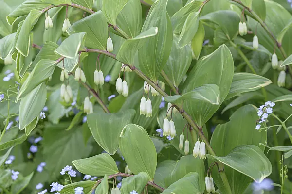 575200 - Solomon's seal (Polygonatum multiflorum 'Variegatum')