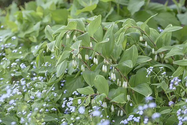 575201 - Solomon's seal (Polygonatum multiflorum 'Variegatum')