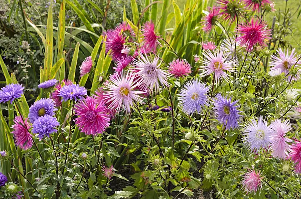 523174 - Sommeraster (Callistephus chinensis)